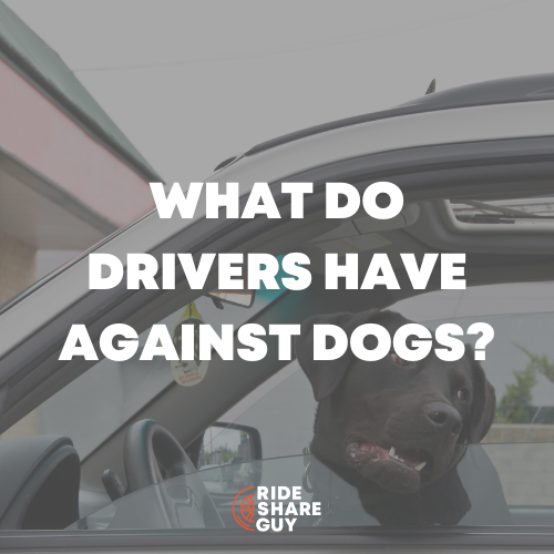 What Do Drivers Have Against Dogs